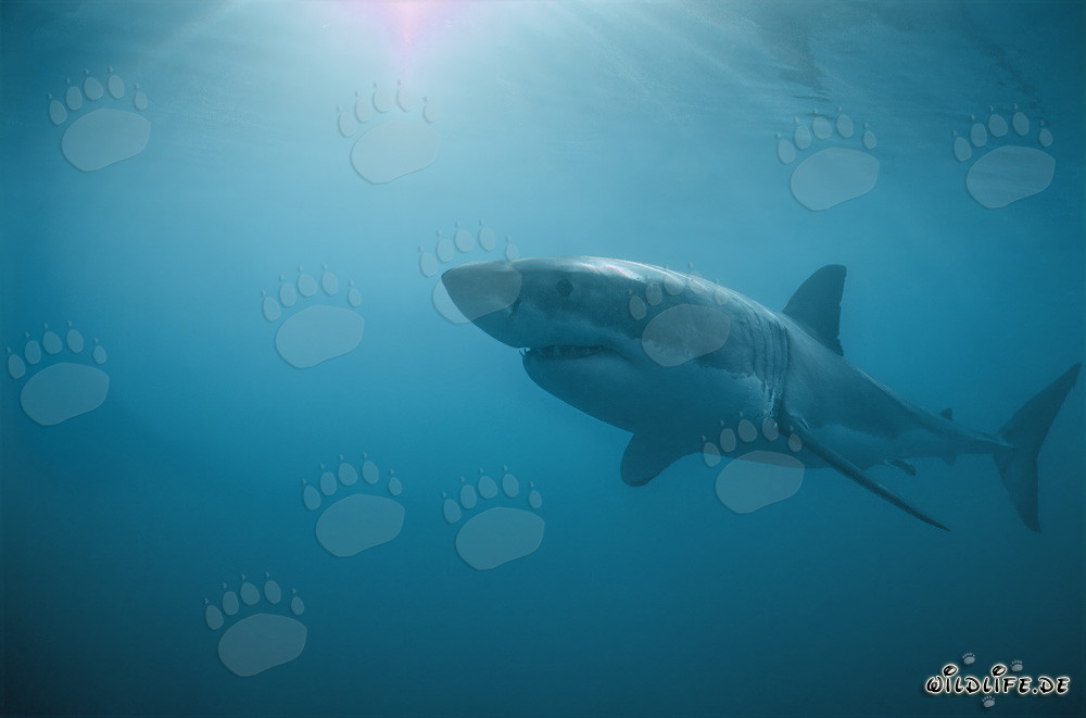 Great White Sharks off Dyer Island in South Africa