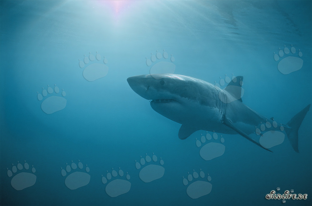 Requins blancs devant l'île Dyer en Afrique du Sud