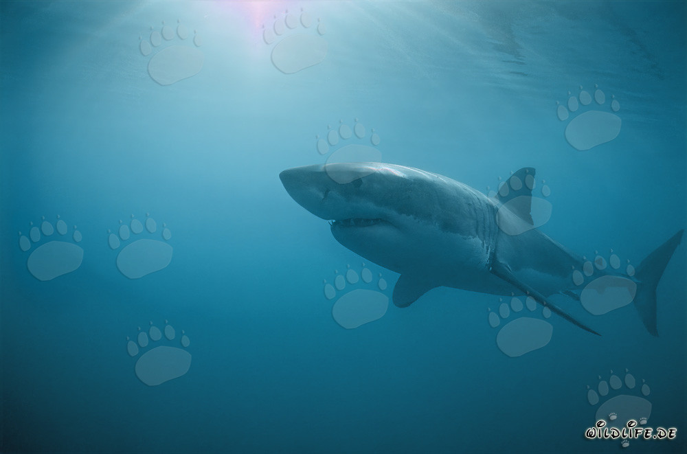 Tiburones blancos frente a la Isla Dyer en Sudáfrica