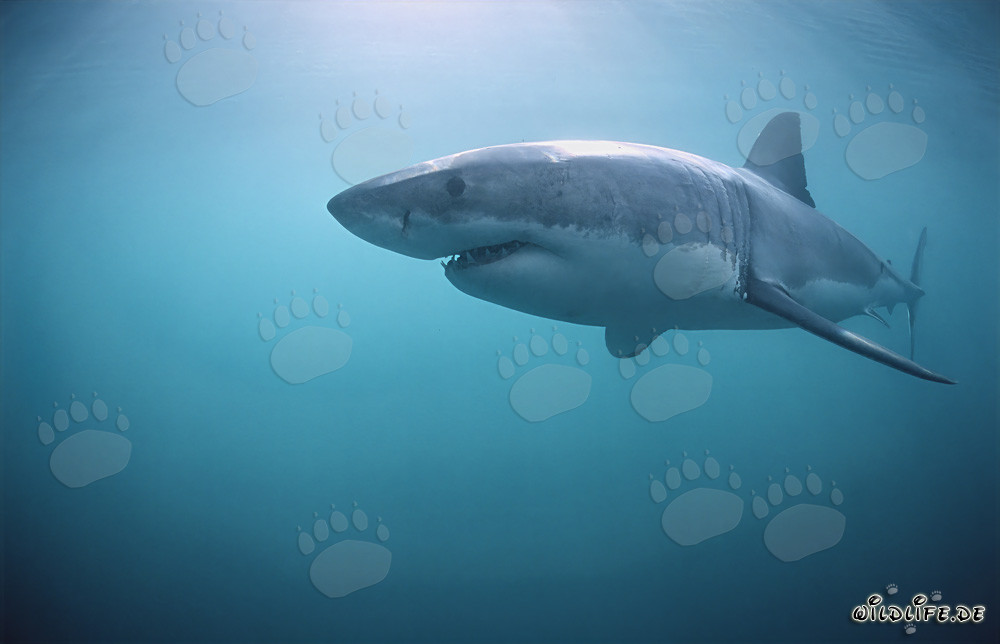 Grand requin blanc en vue latérale au large des côtes sud-africaines