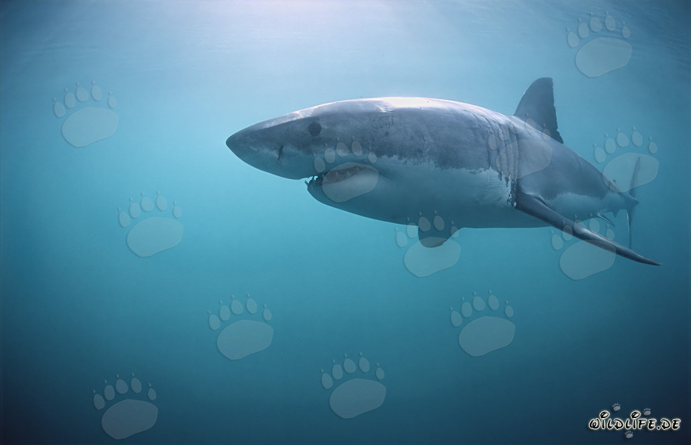 Impressive Great White Shark in side view off the coast of South Africa