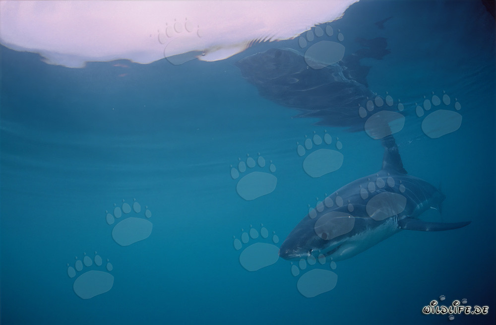 Baby Great White Shark near Dyer Island