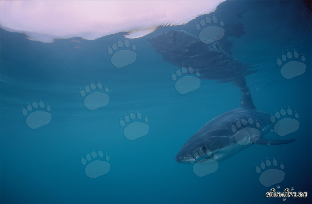 Jeune requin blanc près de l'île de Dyer