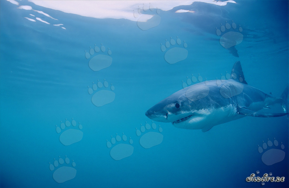 Baby Great White Shark on the Prowl