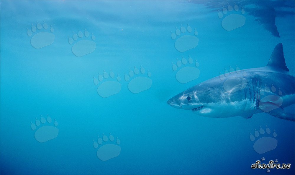 Jeune requin blanc près de l'île Dyer