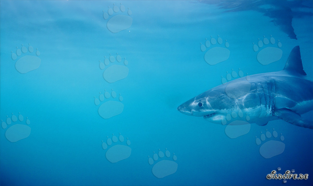 Young Great White Shark near Dyer Island