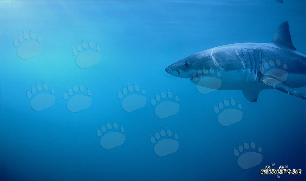 Requin blanc devant l'île Dyer en action