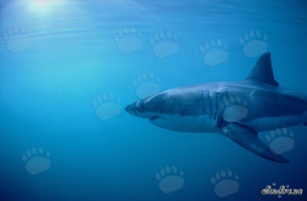 Gran tiburón blanco: impresionantes branquias y largas aletas pectorales