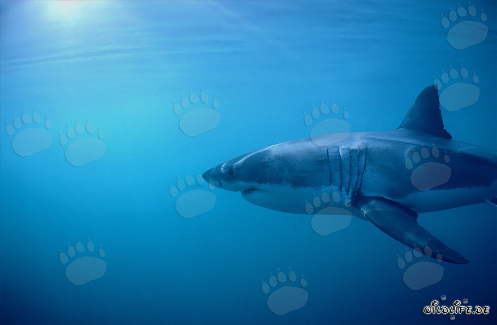 Grand requin blanc : impressionnantes fentes branchiales et longues nageoires pectorales