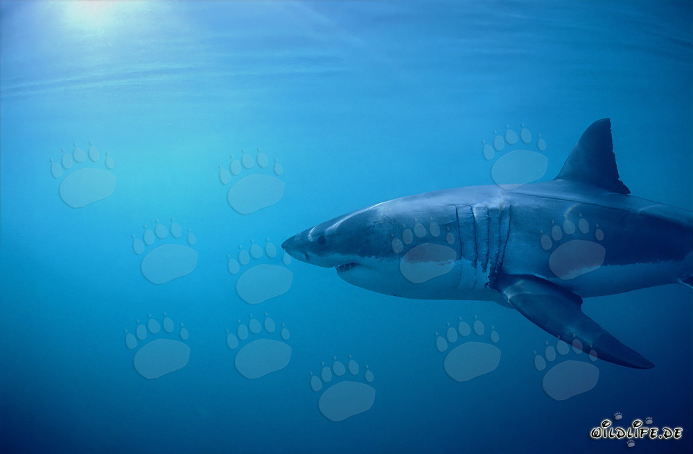 Great White Shark: Impressive Gill Slits and Long Pectoral Fins