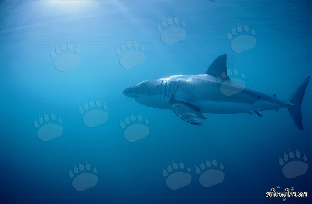 Le grand requin blanc - Majestueux habitant des mers au large des côtes sud-africaines