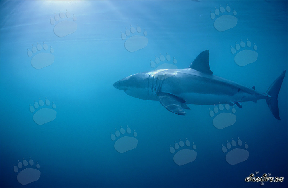 The Great White Shark - Majestic Sea Creature off the Coast of South Africa