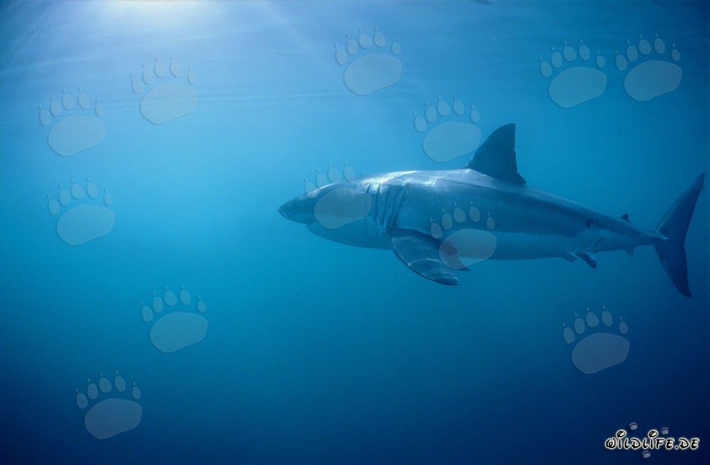 El tiburón blanco - Majestuoso habitante marino frente a la costa de Sudáfrica