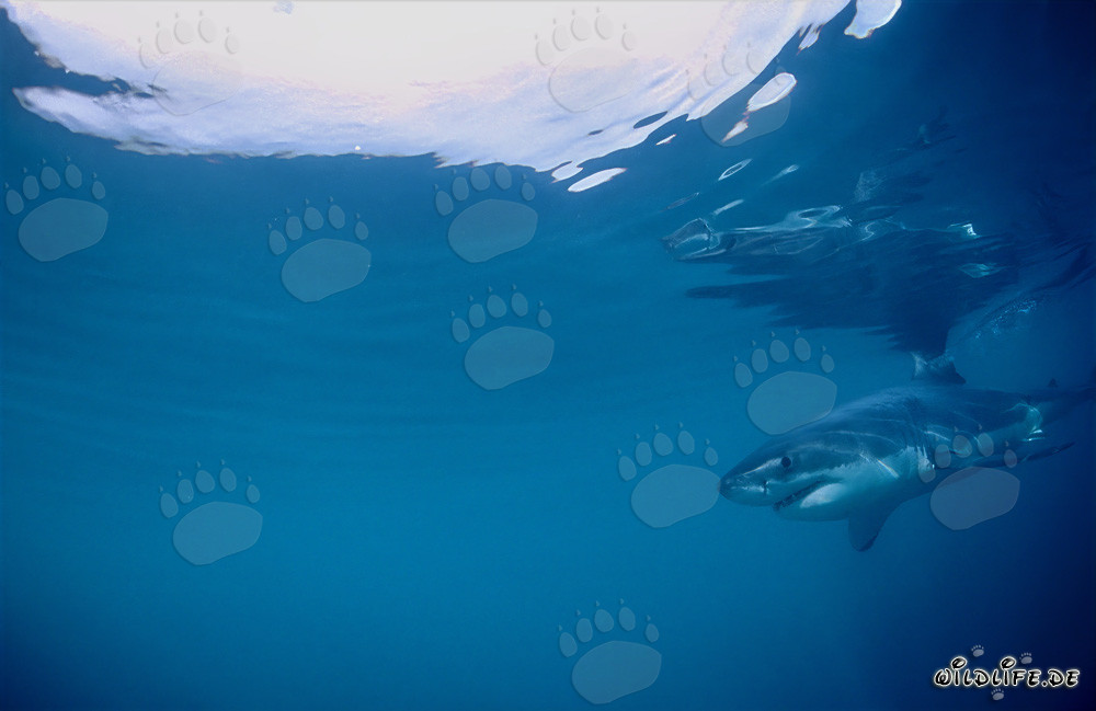 Baby Great White Shark on the Hunt
