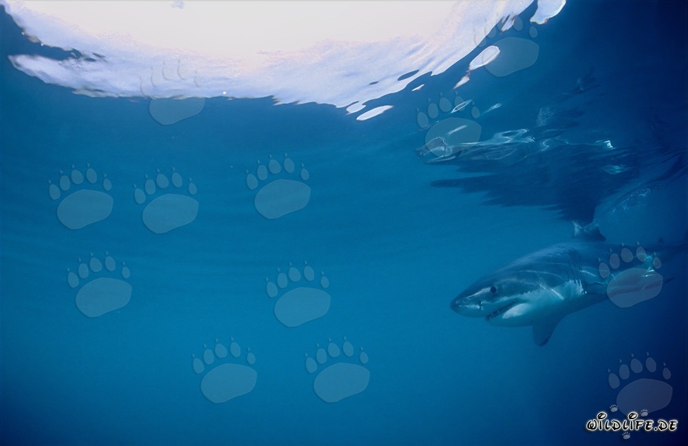 Jeune requin blanc en quête de nourriture