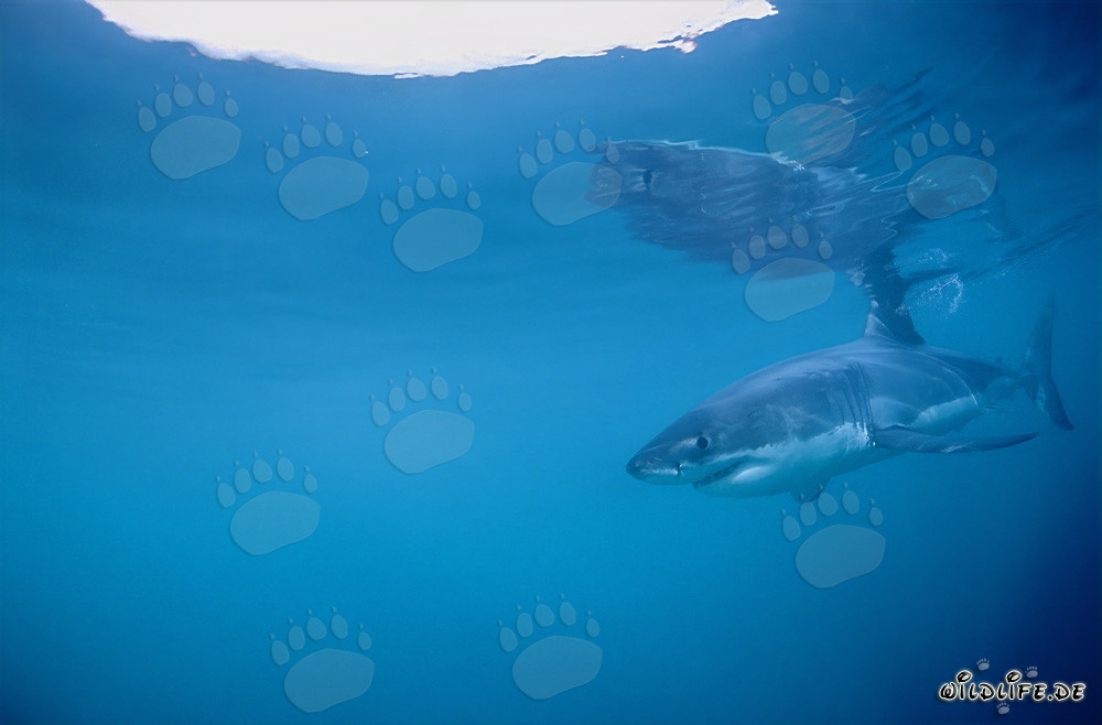 Gran tiburón blanco en busca de presas frente a la costa sudafricana