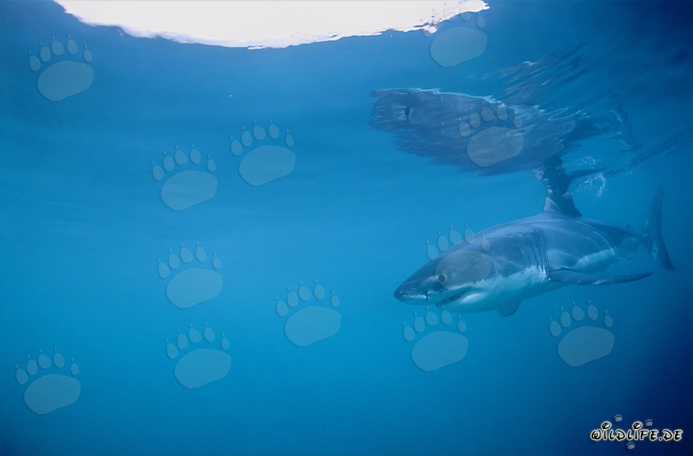 Grand requin blanc à la recherche de proies au large de la côte sud-africaine
