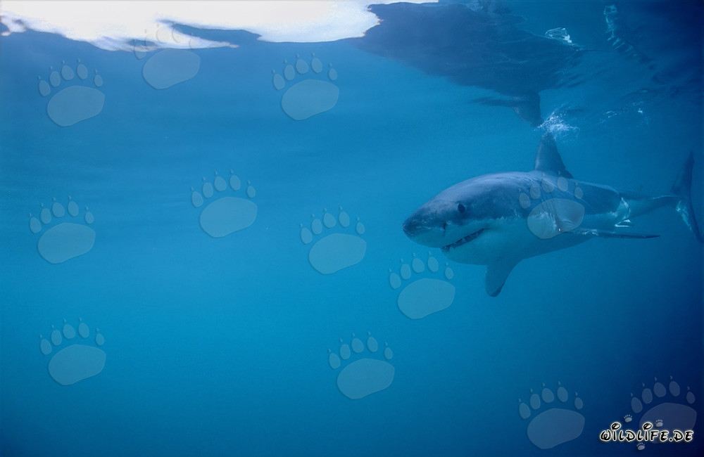 Jeune grand requin blanc fascinant à la recherche de nourriture devant Gansbaai
