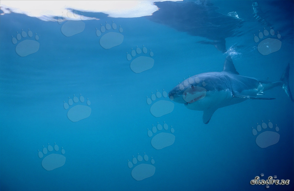 Fascinante joven tiburón blanco en busca de alimento frente a Gansbaai