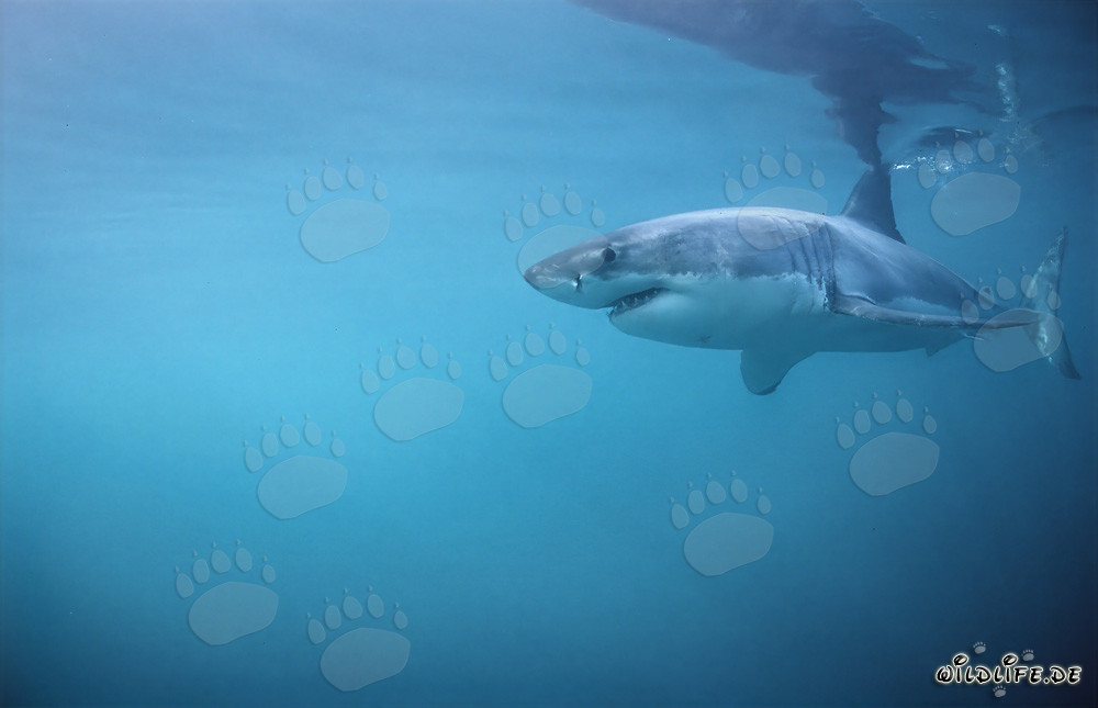Grand requin blanc - Roi des mers