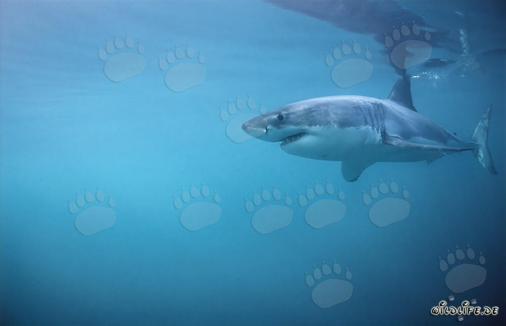 Impressive Great White Shark - King of the Seas