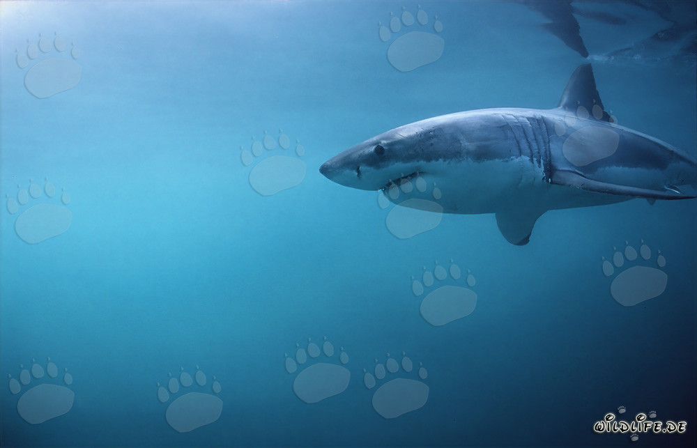 Grand requin blanc en chasse devant Geyser Rock
