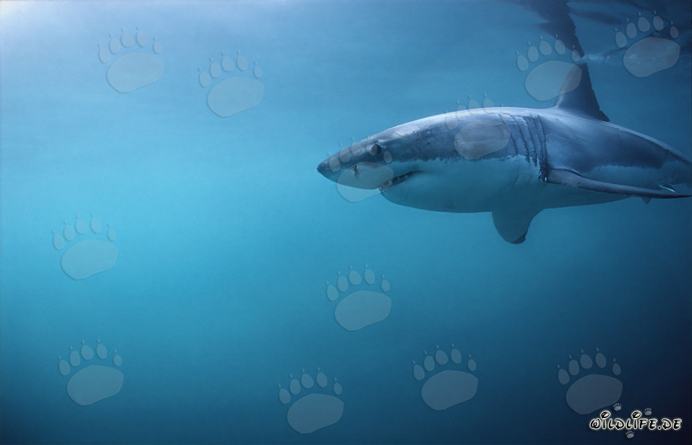 Great White Shark Hunting near Geyser Rock