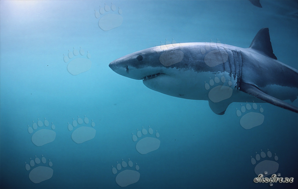 Grand requin blanc majestueux avec des branchies imposantes et de puissantes nageoires pectorales