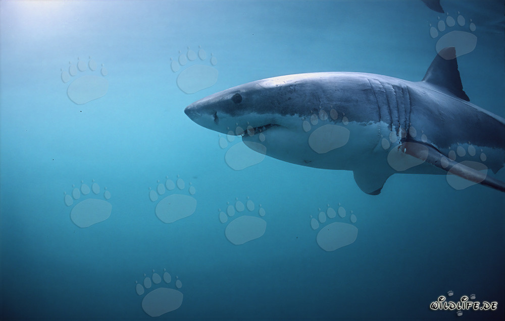 Majestuoso tiburón blanco con impresionantes branquias y potentes aletas pectorales