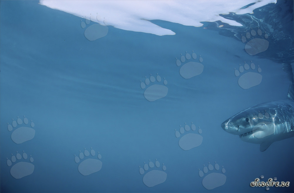 Juvenile Great White Shark - Portrait of a Baby Shark in South Africa