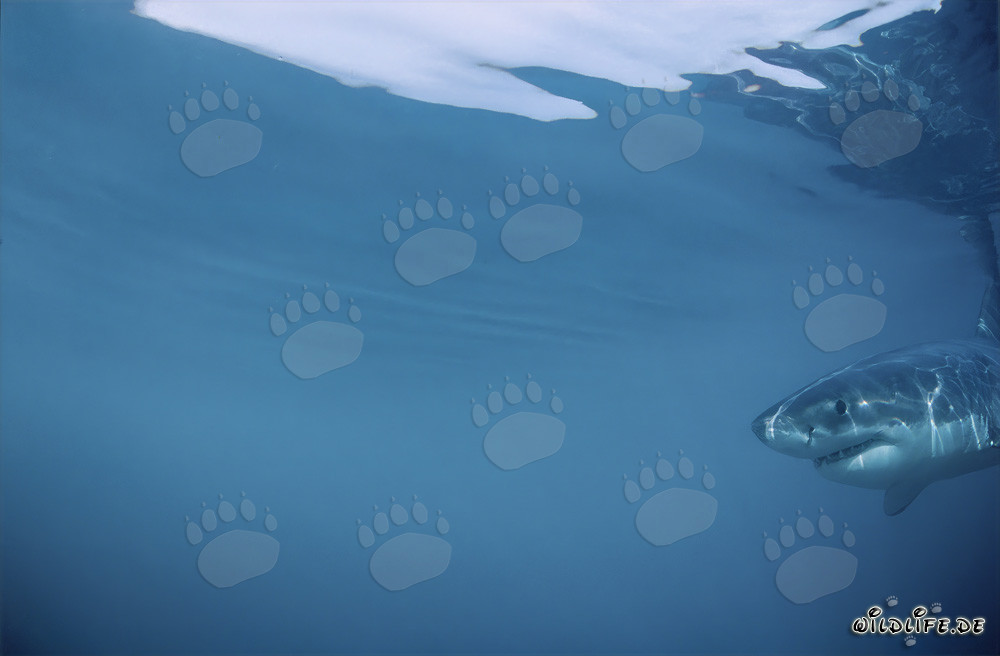 Requin blanc juvénile - Portrait d'un bébé requin en Afrique du Sud