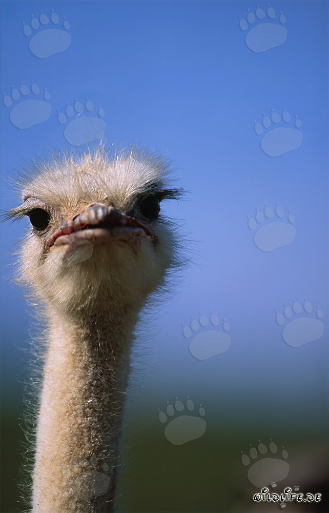 Majestic Ostrich – Portrait of an Impressive Flightless Bird