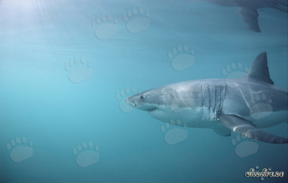 Grand requin blanc imposant avec de grandes ouvertures branchiales et de longues nageoires pectorales