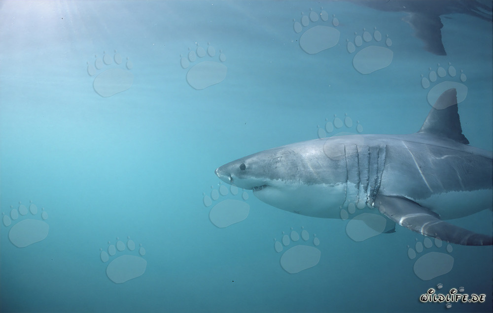 Impresionante tiburón blanco con grandes hendiduras branquiales y largas aletas pectorales