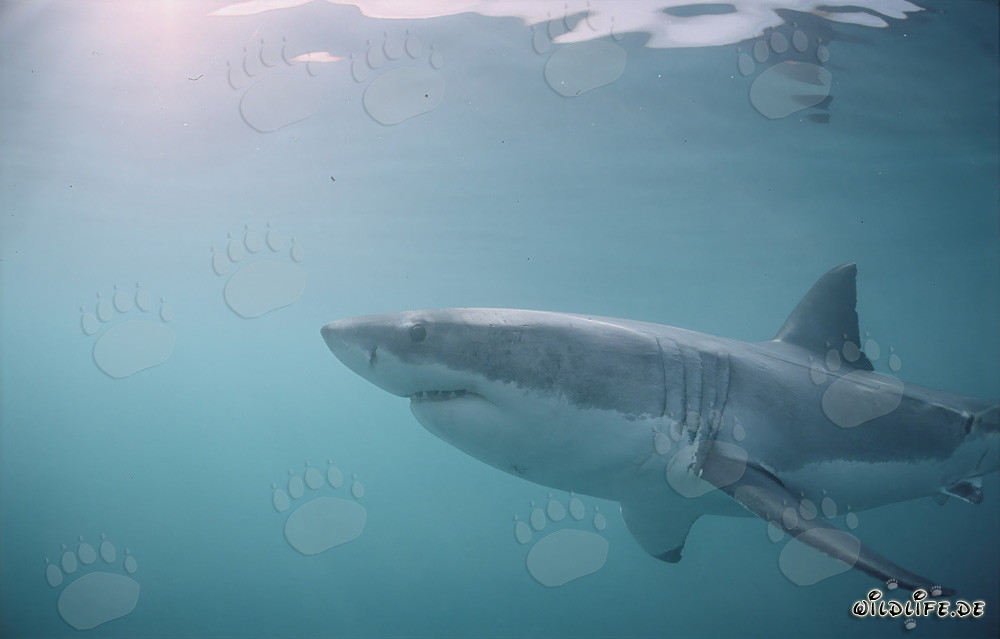 Cazador de los mares: Gran tiburón blanco