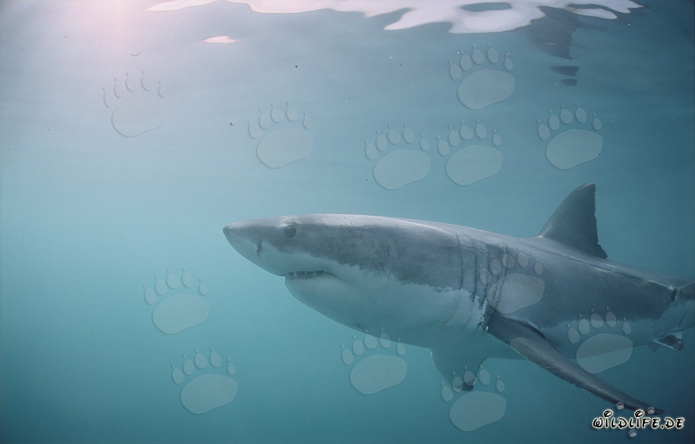 Chasseur des mers : Grand requin blanc