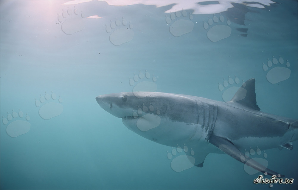 Great White Shark – one of the sea’s most impressive predators