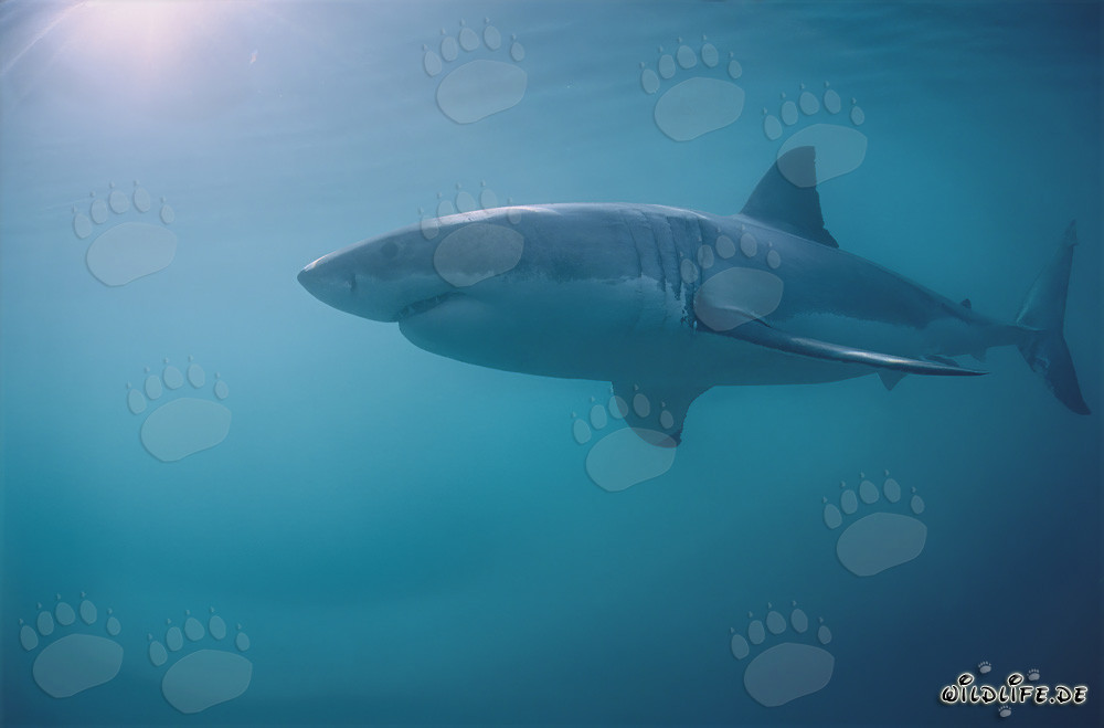 Grand requin blanc majestueux au large de la côte sud-africaine