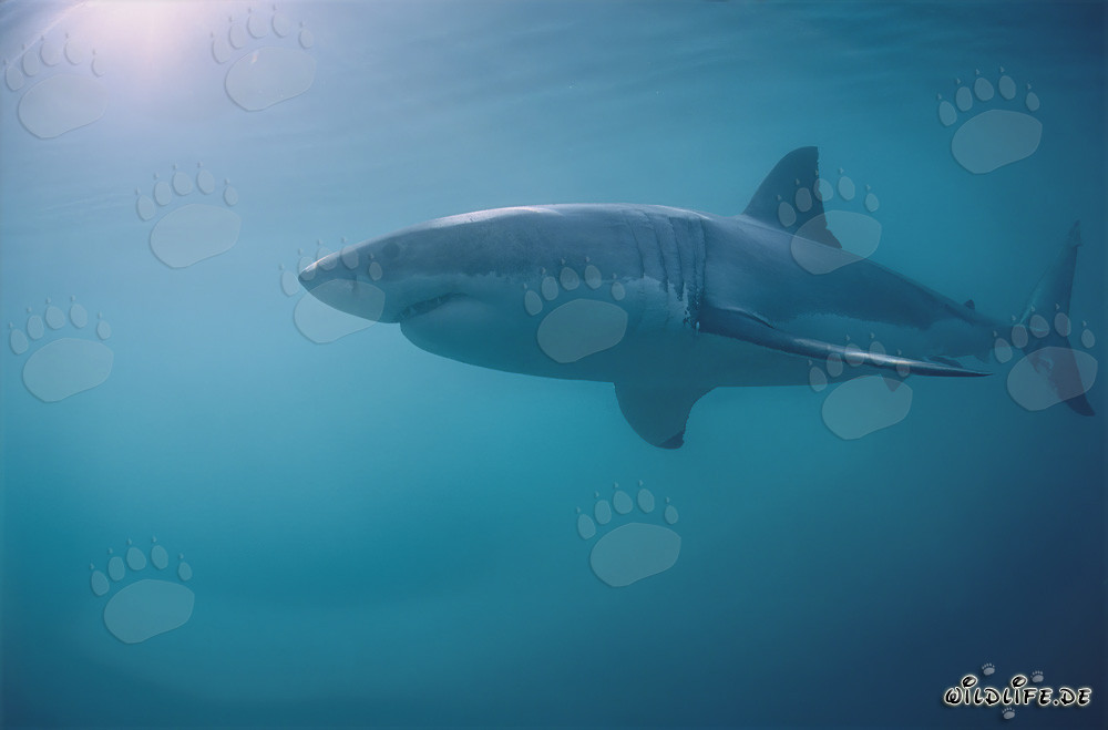Majestic Great White Shark off the coast of South Africa