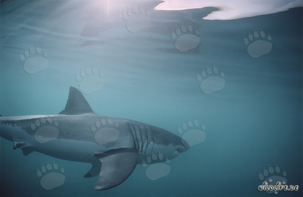 Grand Requin Blanc : Grandes Branchies et Longues Nageoires Pectorales
