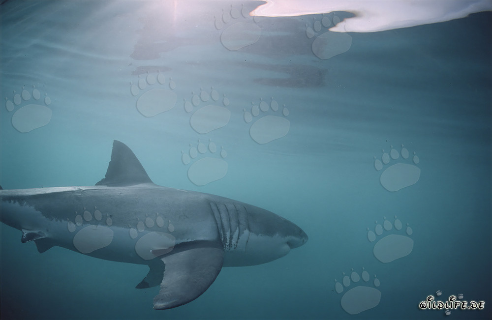 Gran Tiburón Blanco: Grandes Branquias y Aletas Pectorales Largas