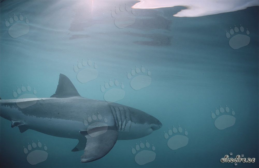 Impressive Great White Shark: Great Gill slits and long pectoral fins