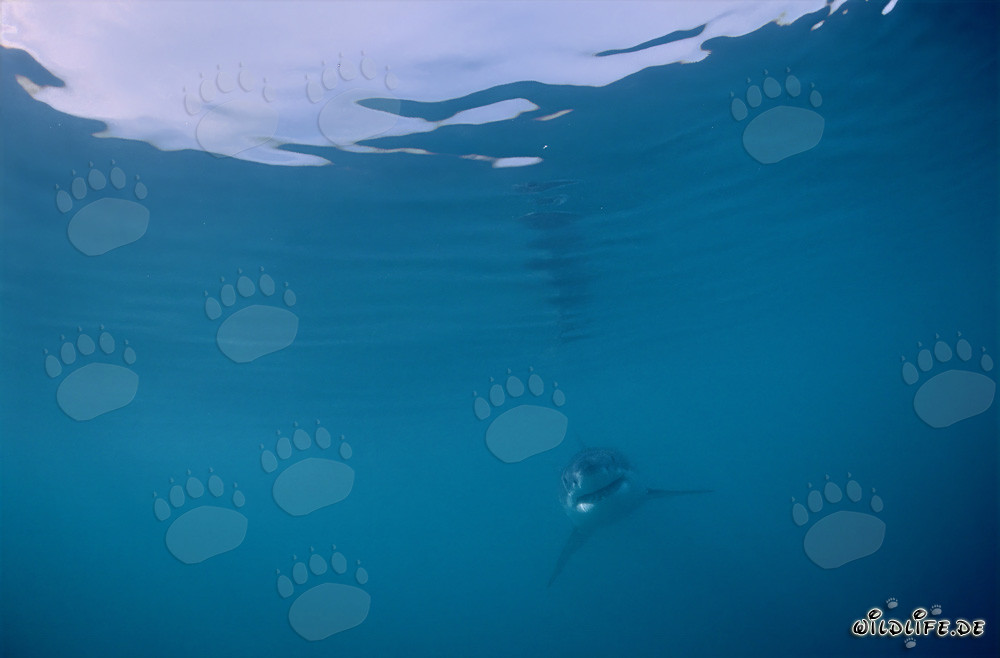 Baby Great White Shark in the Vastness of the Ocean