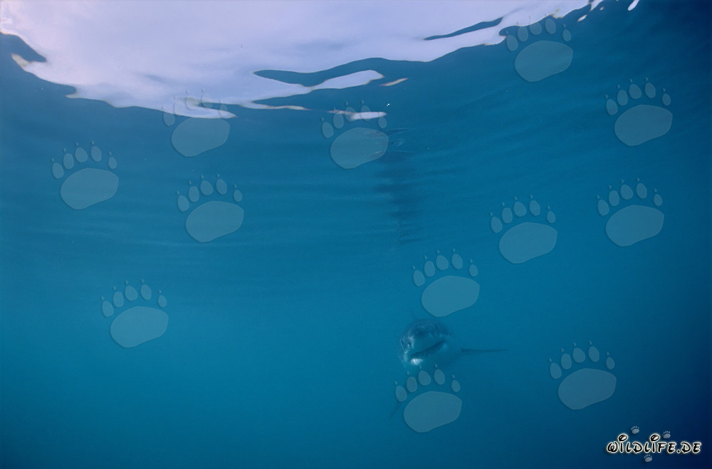 Jeune Requin Blanc dans l'immensité de l'océan