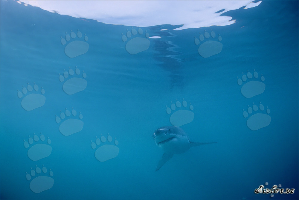Baby Great White Shark exploring the depths of the ocean