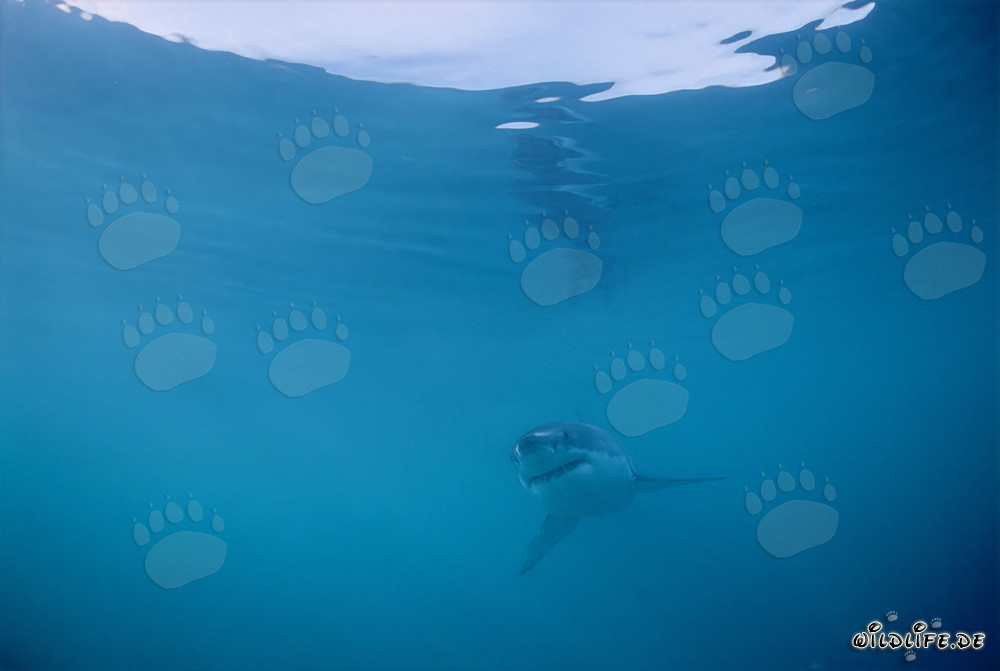 Joven tiburón blanco explorando las profundidades del océano
