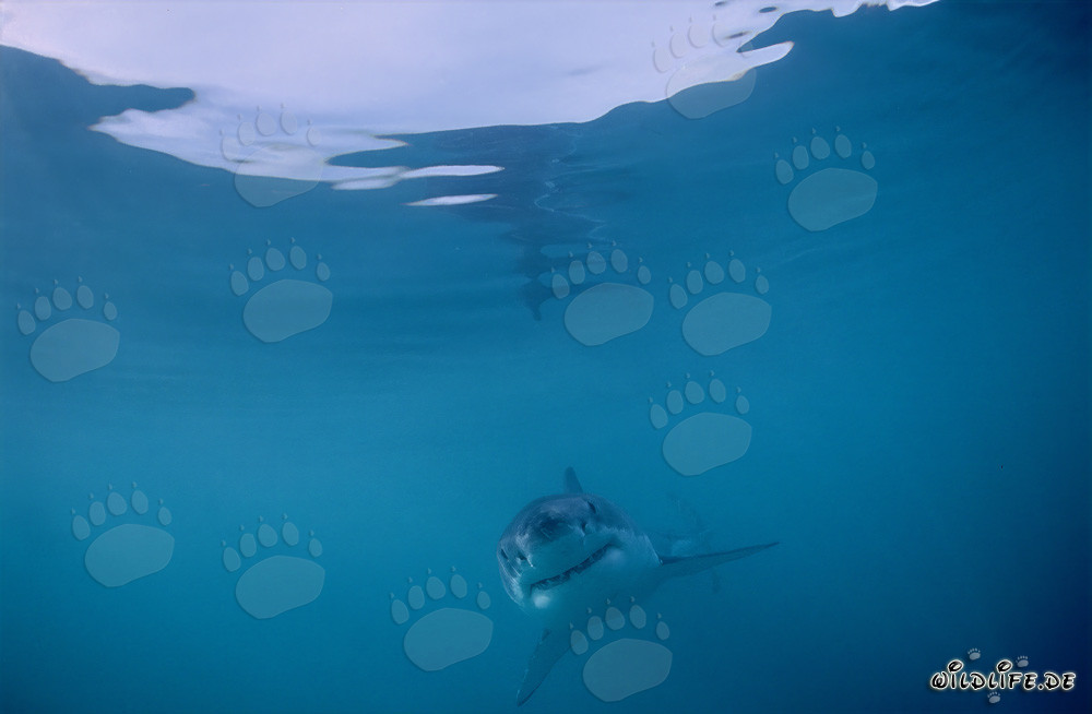 Baby Great White Shark exploring the ocean
