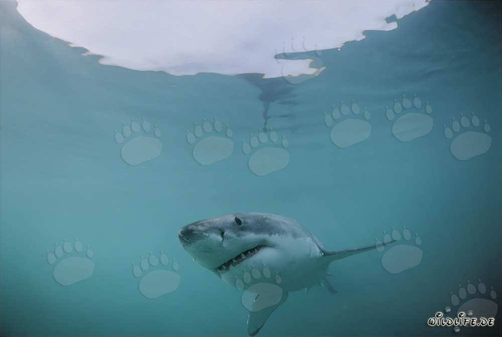 Chasseur fascinant des mers : Le Grand Requin Blanc
