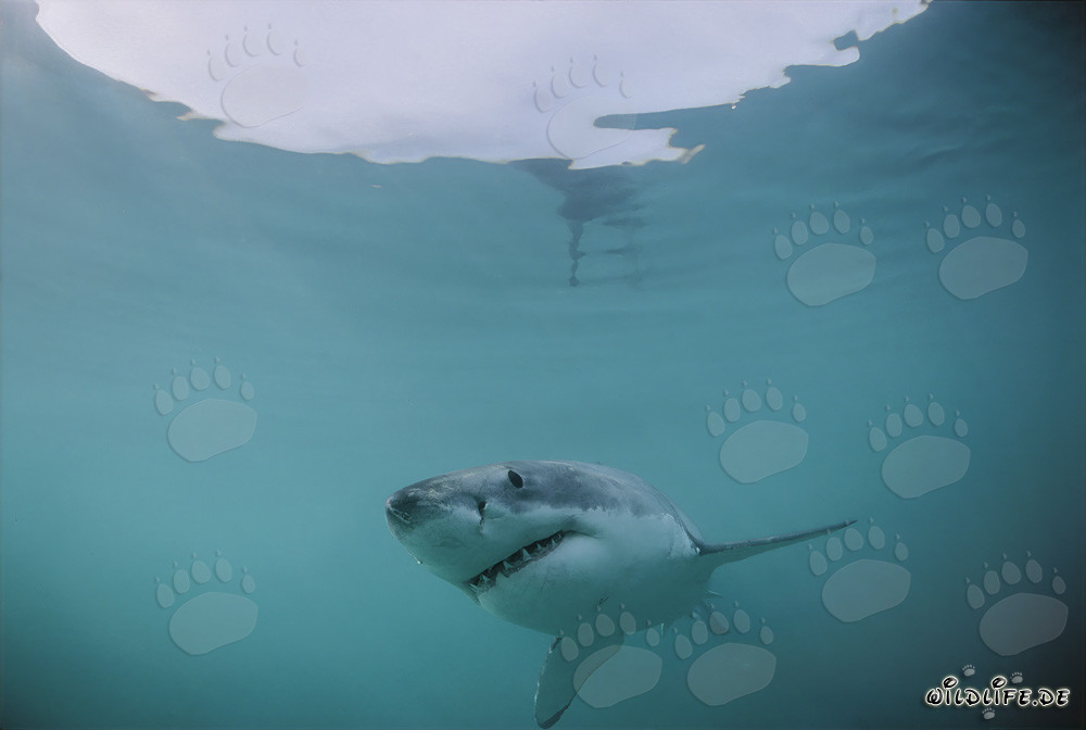 Fascinating hunter of the seas: The Great White Shark