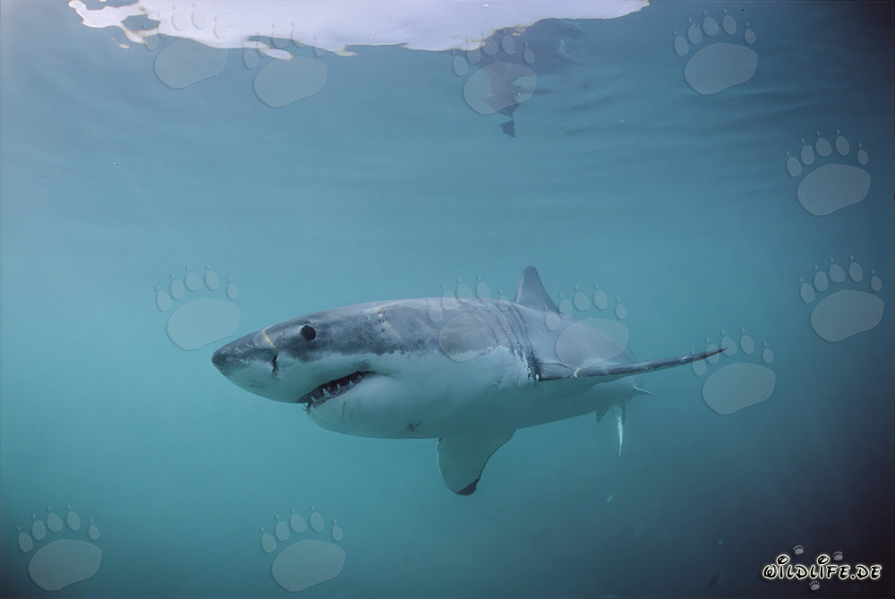 Majestic Great White Shark swimming near Geyser Rock and Dyer Island off the coast of South Africa